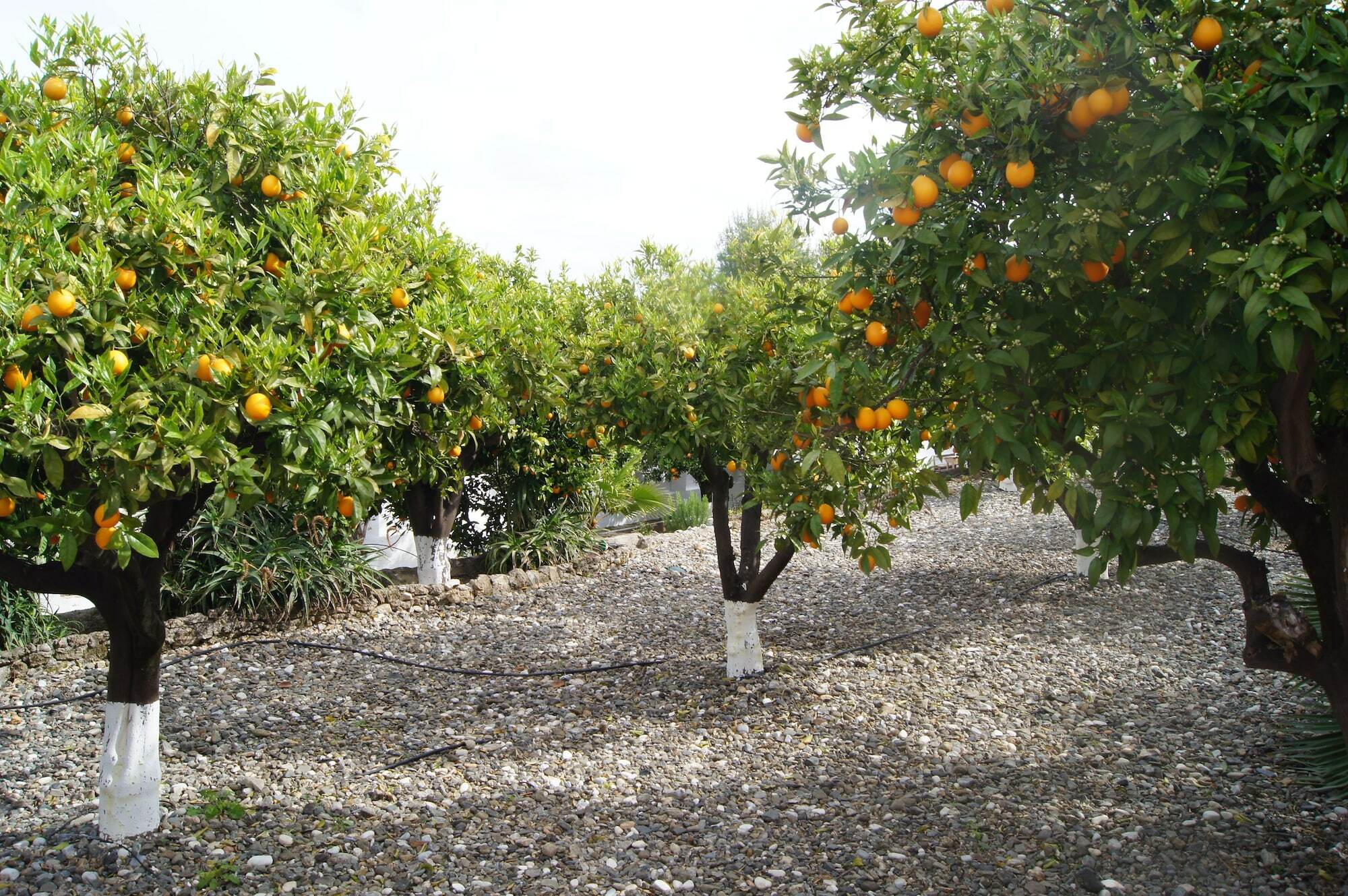 Casa De Orange Bed and Breakfast Alhaurín el Grande Eksteriør billede